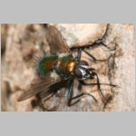 Gymnochaeta viridis - Raupenfliege 07.jpg